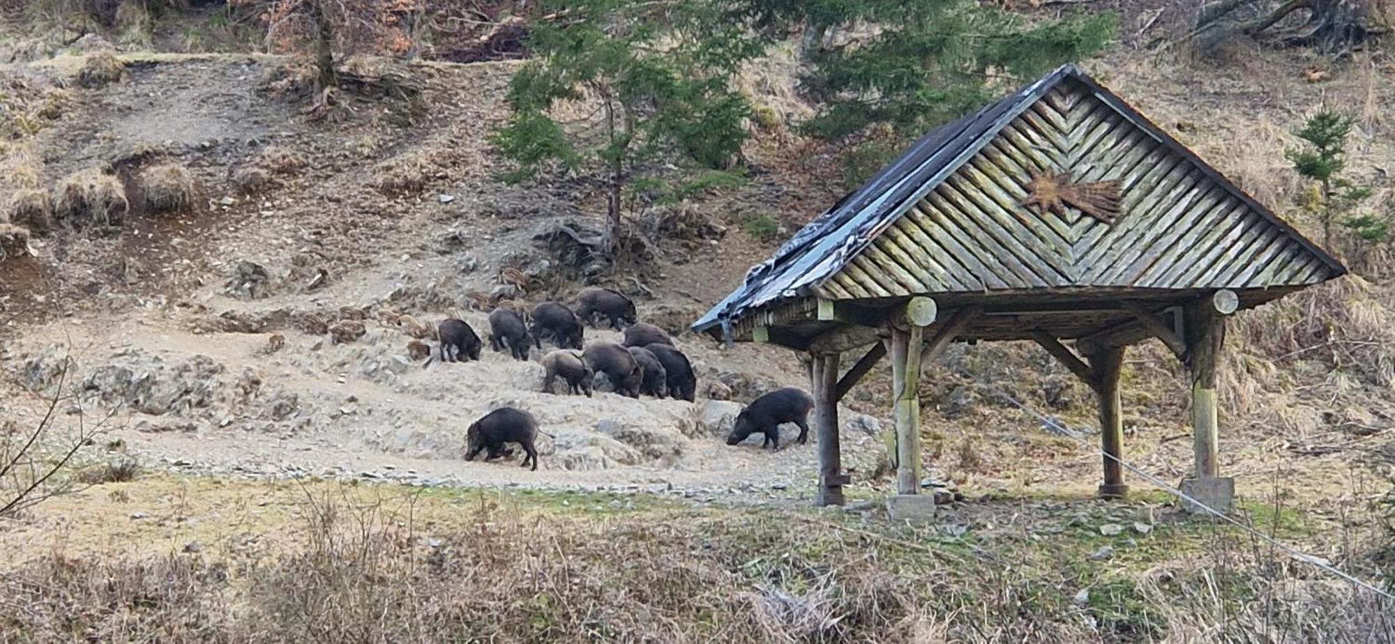 Ferienwohnung Schwarzer Hirsch Wieda Buitenkant foto